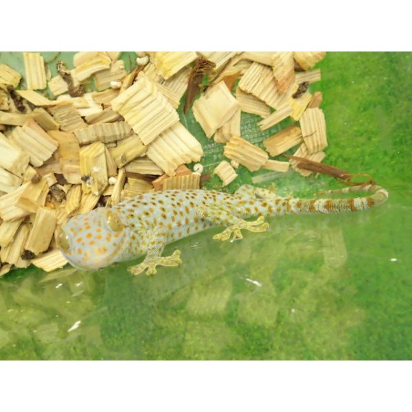 画像4: 美！　トッケイヤモリ　約２５cm（完尾♀）　２ (4)