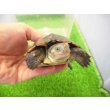 画像3: 美！　ヤエヤマイシガメ　約９ｃｍ　３ (3)