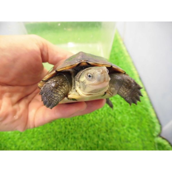 画像3: 美！　ヤエヤマイシガメ　約９ｃｍ　３ (3)