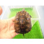 画像: 美！　ヤエヤマイシガメ　約９ｃｍ　３