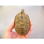 画像: 美！　ウンキュウ　約８.５cm♂　２