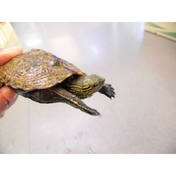 画像3: 美！　ウンキュウ　約８.５cm♂　２ (3)