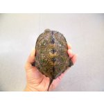 画像: 美！　ウンキュウ　約９.５cm♂　１