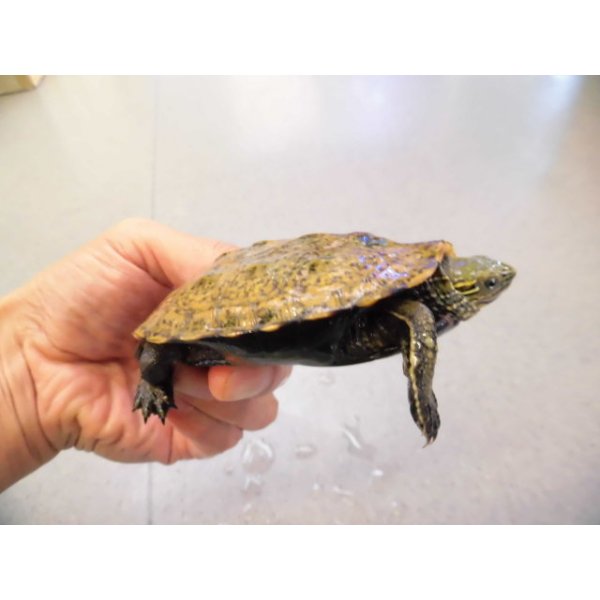 画像2: 美！　ウンキュウ　約８.５cm♂　２ (2)