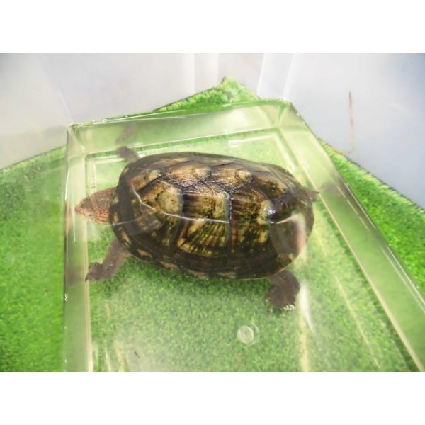 画像7: 美！　ホオアカドロガメ　約１２cm　♀　１ (7)