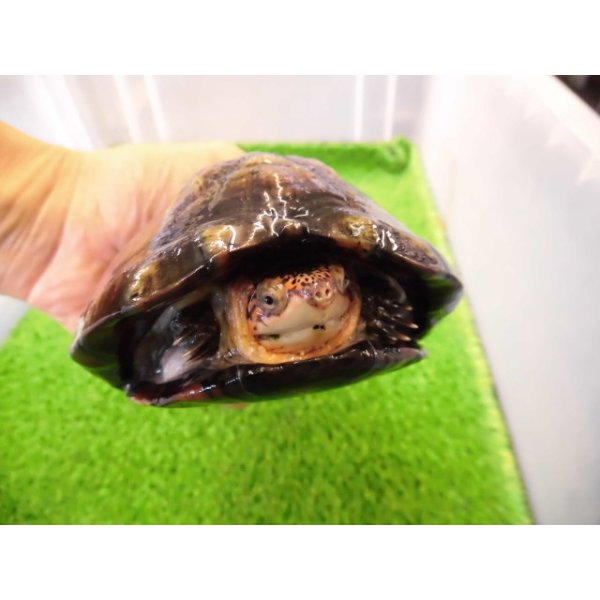 画像6: 美！　ホオアカドロガメ　約１２cm　♀　１ (6)