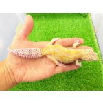 画像: 美！　ホワイト＆イエロー（ヒョウモントカゲモドキ）　約１８cm♀　１