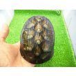 画像1: 美！　ホオアカドロガメ　約１２cm　♀　１ (1)