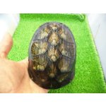 画像: 美！　ホオアカドロガメ　約１２cm　♀　１