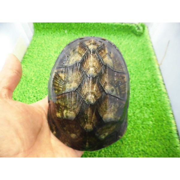 画像1: 美！　ホオアカドロガメ　約１２cm　♀　１ (1)