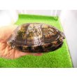 画像2: 美！　ホオアカドロガメ　約１２cm　♀　１ (2)