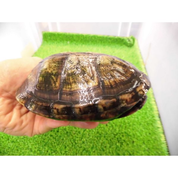 画像2: 美！　ホオアカドロガメ　約１２cm　♀　１ (2)