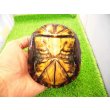 画像5: 美！　ホオアカドロガメ　約１２cm　♀　１ (5)