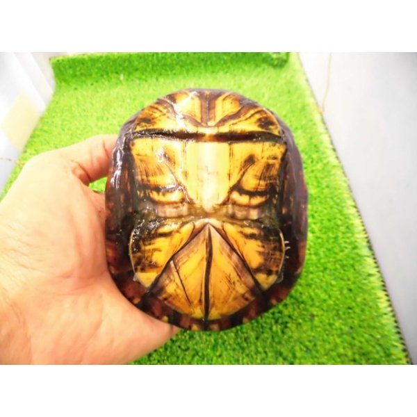 画像5: 美！　ホオアカドロガメ　約１２cm　♀　１ (5)