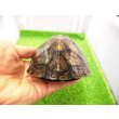 画像3: 美！　ホオアカドロガメ　約１２cm　♀　１ (3)