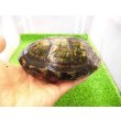 画像4: 美！　ホオアカドロガメ　約１２cm　♀　１ (4)