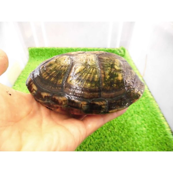 画像4: 美！　ホオアカドロガメ　約１２cm　♀　１ (4)