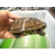 画像3: 美！　ミシシッピニオイガメ　約１１cm♀　１ (3)