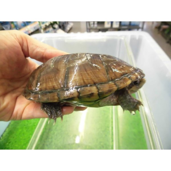 画像3: 美！　ミシシッピニオイガメ　約１１cm♀　１ (3)