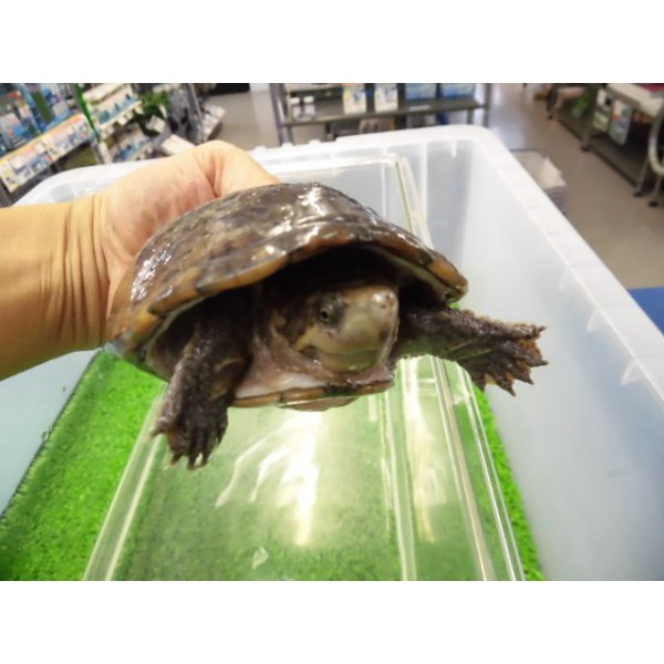 画像2: 美！　ミシシッピニオイガメ　約１１cm♀　１ (2)