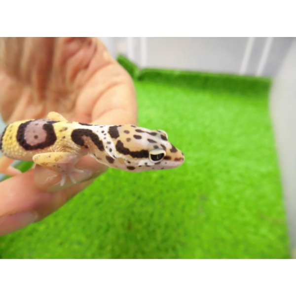 画像2: 美！　ハイイエロー（ヒョウモントカゲモドキ）　約９cm　２ (2)