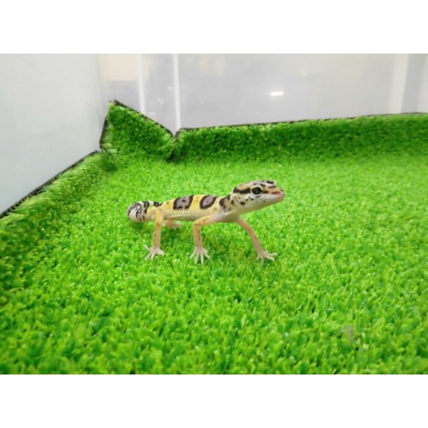 画像5: 美！　ハイイエロー（ヒョウモントカゲモドキ）　約９cm　２ (5)