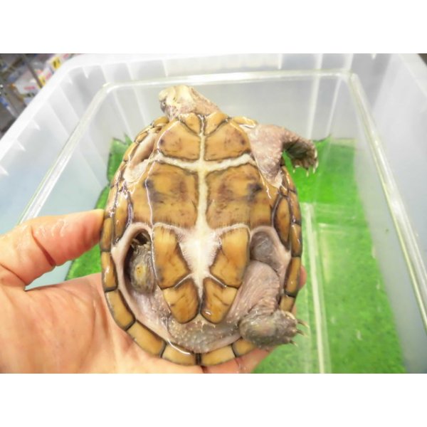 画像4: 美！　ミシシッピニオイガメ　約１１cm♀　１ (4)
