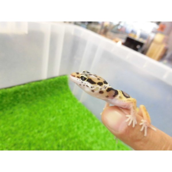 画像3: 美！　ハイイエロー（ヒョウモントカゲモドキ）　約９cm　２ (3)