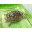 画像5: 美！　ミシシッピニオイガメ　約１１cm♀　１ (5)