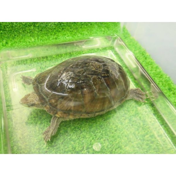 画像5: 美！　ミシシッピニオイガメ　約１１cm♀　１ (5)