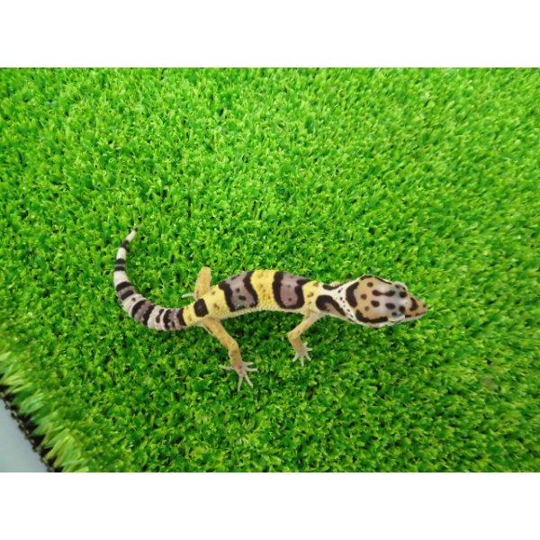 画像4: 美！　ハイイエロー（ヒョウモントカゲモドキ）　約９cm　２ (4)