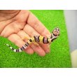 画像1: 美！　ハイイエロー（ヒョウモントカゲモドキ）　約９cm　２ (1)