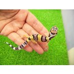 画像: 美！　ハイイエロー（ヒョウモントカゲモドキ）　約９cm　２