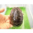 画像1: 美！　ミシシッピニオイガメ　約１１cm♀　１ (1)