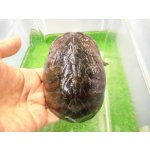 画像: 美！　ミシシッピニオイガメ　約１１cm♀　１