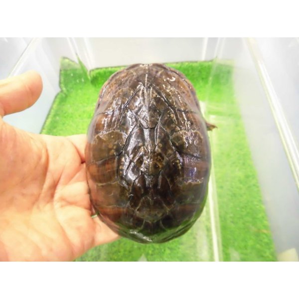 画像1: 美！　ミシシッピニオイガメ　約１１cm♀　１ (1)