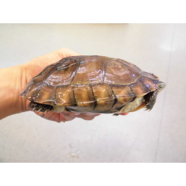 画像2: 美！　ヤエヤマイシガメ　約１１ｃｍ　４ (2)