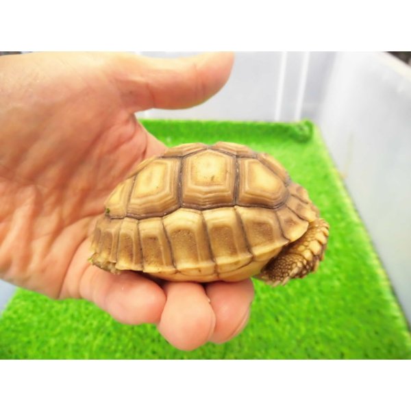 画像2: 美！　ケヅメリクガメＣＢ　　約６.５ｃｍ　２ (2)