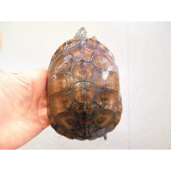 画像1: 美！　ヤエヤマイシガメ　約１１ｃｍ　４ (1)