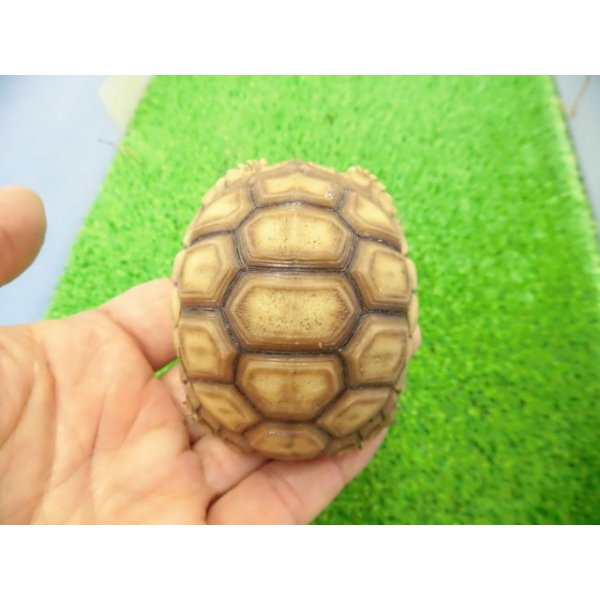 画像1: 美！　ケヅメリクガメＣＢ　　約６.５ｃｍ　２ (1)