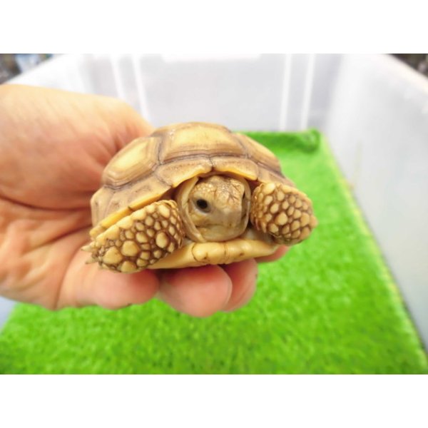 画像3: 美！　ケヅメリクガメＣＢ　　約６.５ｃｍ　２ (3)