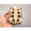 画像4: 美！　ヤエヤマイシガメ　約１１ｃｍ　４ (4)
