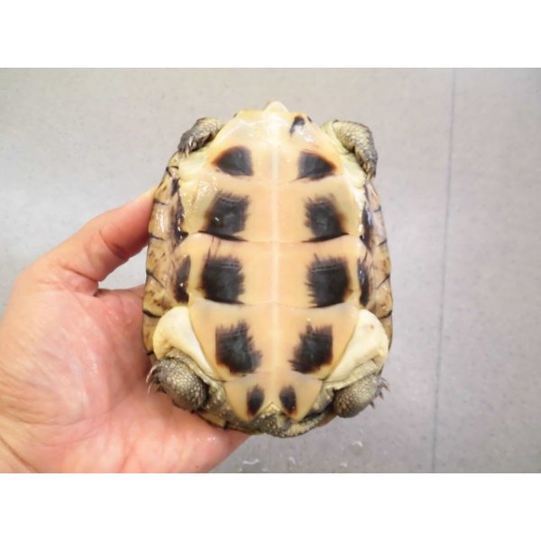 画像4: 美！　ヤエヤマイシガメ　約１１ｃｍ　４ (4)