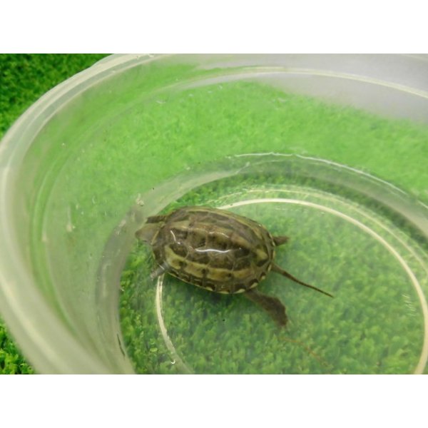 画像5: 美！　クサガメ（色変わり）　約３.５cm　１ (5)