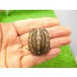 画像1: 美！　クサガメ（色変わり）　約３.５cm　１ (1)