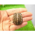 画像: 美！　クサガメ（色変わり）　約３.５cm　１