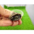 画像3: 美！　クサガメ（色変わり）　約３.５cm　１ (3)