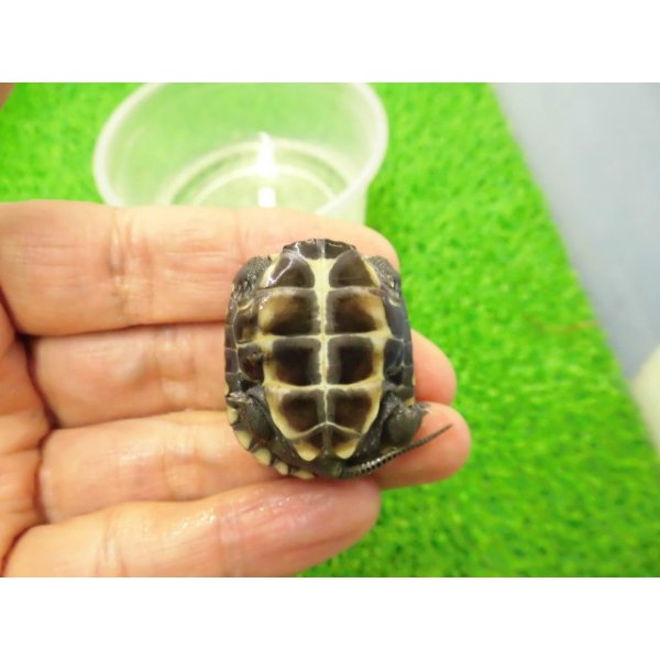 画像4: 美！　クサガメ（色変わり）　約３.５cm　１ (4)