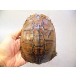 画像: 美！　ヤエヤマイシガメ　約１４ｃｍ　５