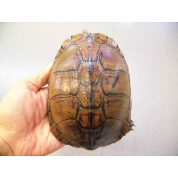 画像1: 美！　ヤエヤマイシガメ　約１４ｃｍ　５ (1)